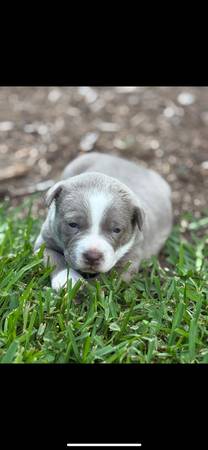 3 month old pitbull puppy63619037247745122