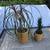 Ponytail palm & Haworthia succulents in 2 matching ceramic pots 1 thumbnail