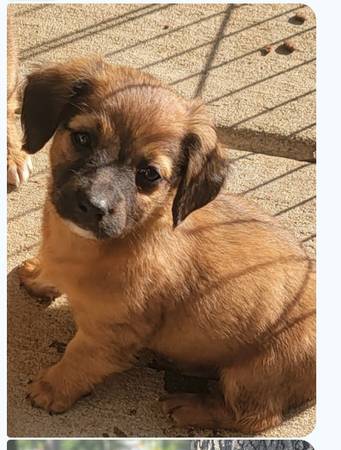 Chiweenie female puppy remains for rehoming 1