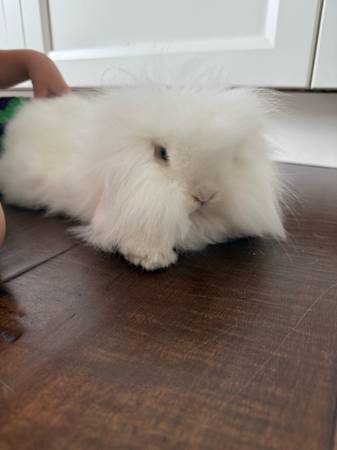 1 year old BEW Teddywidder (Delray Beach)63936141554434123