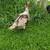 TURKEYS 1 thumbnail