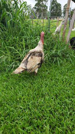 TURKEYS 1