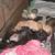 Puppies looking 4 a good home. 1 thumbnail
