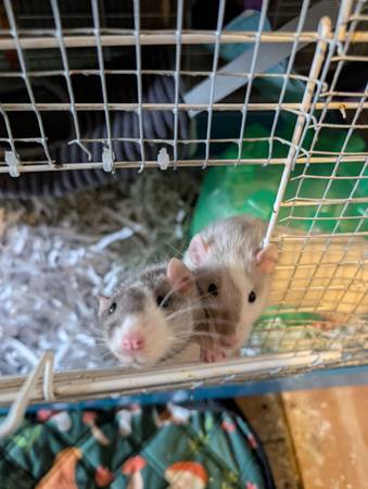 Free rats and cage 1