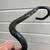 Ritchey Carbon Bars 1 thumbnail