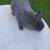 Silverfox Rabbits , 2 black male, 2 blue female 2 thumbnail