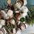 Cotton Stem Arrangement 3 thumbnail