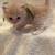 Persian Ragdoll Kittens 1 thumbnail
