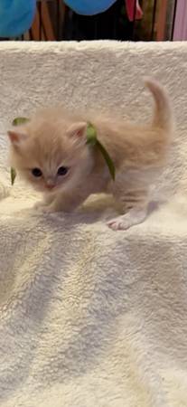 Persian Ragdoll Kittens 1