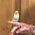 Parakeet 1 thumbnail