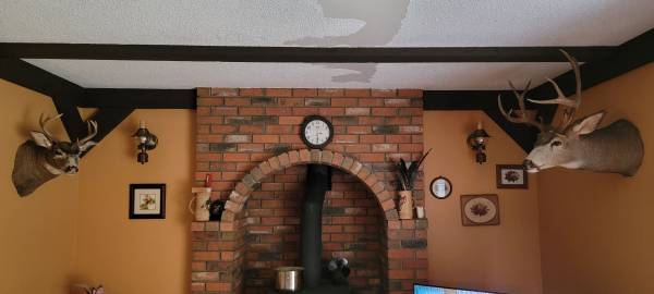 Deer shoulder mounts, mint condition 1