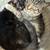 Calico and American Shorthair/Tabby mix 7 thumbnail