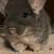 Chinchilla 2 thumbnail