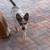 Rehoming of Frenchie Mix Puppy 9 thumbnail