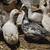 Pekin ducks 4 thumbnail