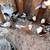 Afghan pigeons/pigeons 18 thumbnail