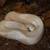 Sweet female super fire ball python 1 thumbnail