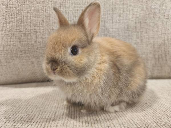 Dwarf Holland Lops 1