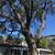 Tree Trimming • Tree Removal • Stump Grinding – (512) 877-7199 1 thumbnail