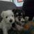 Mini schnauzer puppies 1 thumbnail