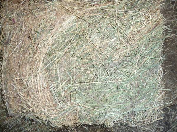 Grass Hay / Pasture Mix Grasses 1