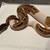 2 Ball Pythons 3 thumbnail