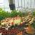Aquarium Neocaridina Shrimp for Sale 4 thumbnail