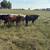 Mixed Beef Calves 1 thumbnail
