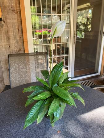18" high Peace Lily Plant 1