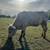 Registered Longhorn Bull 1 thumbnail