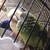 Conure pair 2 thumbnail