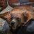 Bear skin rug 6 thumbnail