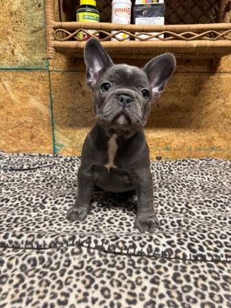 French bulldog pups (Tyler)64037786592899121