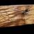 1780's Hand-hewn Pitt Sawn White Oak Beam 98" x 7 3/4" x 4"  GAM0109 3 thumbnail