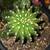 5 gal Large Easter Lilly Cactus 5 thumbnail