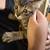 Free Kitten 1 thumbnail