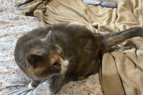 Is this your cat? (Olympia)63942500558594121