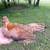 Kikiriki hens 4 thumbnail