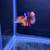 Male betta fish 4 thumbnail