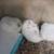 Dwarf baby hamsters $5 5 thumbnail