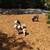 Pet Related Housing Issues? Pet / Sitting / Boarding short/long term 19 thumbnail