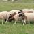 Young Dorper Rams 4 thumbnail