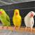 Birds 1 thumbnail
