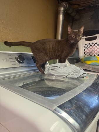 3 yr old Havana Brown (Tinley Park)63844235540225123