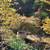 Japanese Maples, Cedar Hedge trees, Pecan, Topiary Evergreen 14 thumbnail