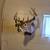 White tail deer Mount 1 thumbnail