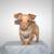 Mini Dachshund Puppies 7 thumbnail