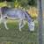 Donkey jennets 1 thumbnail