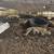 Mangalitsa pigs 1 thumbnail