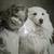 Victorian Era Photo Set of Child & Her Dog 6 thumbnail